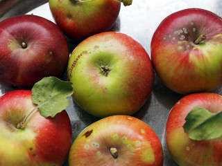 ripe apples from the farm. organic fruits, autumn harvest