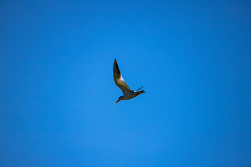 A large-billed tern (Phaetusa simplex)  flies in blue sky. Freedom concept. Copy space.
