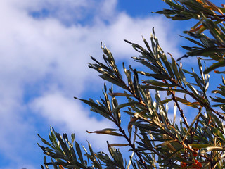 tree branches against blue sky