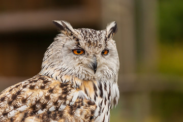 Eule