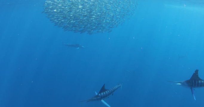 Marlins and sea lions hunting in group in Magdalena Bay, Baja California Sur, Mexico.