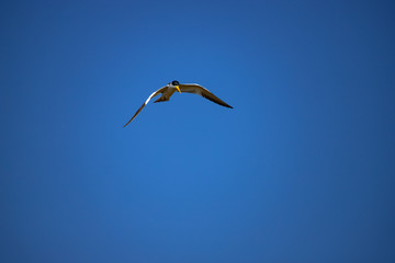 Fototapeta na wymiar A large-billed tern (Phaetusa simplex) flies in blue sky. Freedom concept. Copy space.