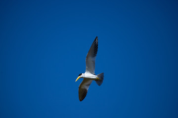 A large-billed tern (Phaetusa simplex)  flies in blue sky. Freedom concept. Copy space.