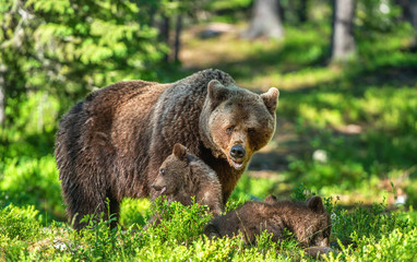 Obraz na płótnie Canvas Brown bears. She-bear and bear-cubs in the summer forest. Green forest natural background. Scientific name: Ursus arctos.