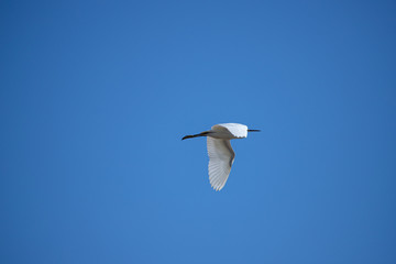 Snowy white egret (Egretta thula) flies in blue sky.