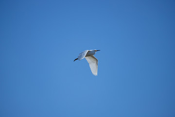 Snowy white egret (Egretta thula) flies in blue sky.