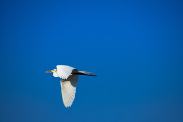 Great Egret (ardea alba) flies in blue sky. Freedom concept. Copy space.