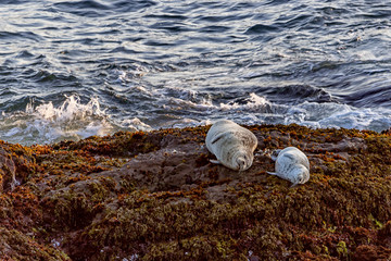 Sea Lions on Rock