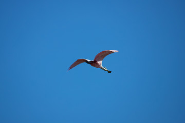 One Spoonbills flies isolated on blue sky. Bird Nature. 