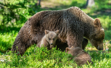Fototapeta premium Brown bears. She-bear and bear-cubs in the summer forest. Green forest natural background. Scientific name: Ursus arctos.