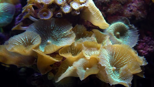 Underwater colorful tropical coral reef.