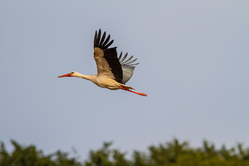 Storch