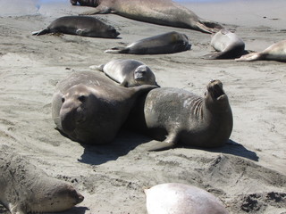 Sea lions playing on the beach in California