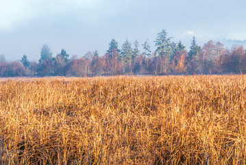 Golden Reeds of the Spencer Island Tidal Marsh on a Foggy Morning in the Snohomish River Estuary in November 2019