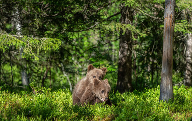 Brown Bear Cubs playfully fighting, Scientific name: Ursus Arctos Arctos. Summer green forest background. Natural habitat.