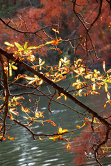 Arboles y plantas en paisajes hermosos
