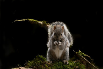 Eastern gray squirrel, known as the grey squirrel is native animal  to eastern North America
