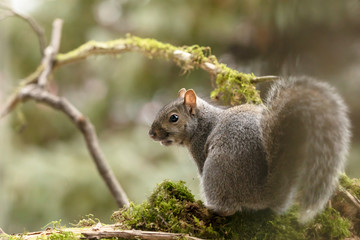 Eastern gray squirrel, known as the grey squirrel is native animal  to eastern North America