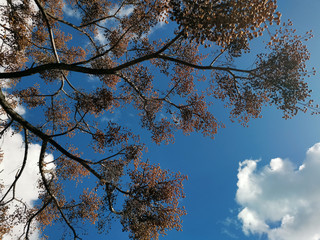 Arboles y plantas en paisajes hermosos
