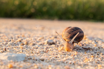 Snail walking over a sandy path in sunsetSnail walking over a sandy path in sunset
