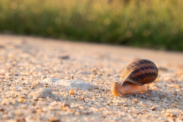 Snail walking over a sandy path in sunset