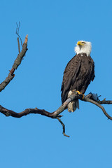 A fierce American Bald Eagle perched against a blue sky.