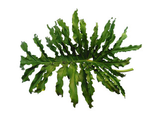 Selloum leaves isolated on white background. Green leaf or green leaves. Philodendron bipinnatifidum leaf on white background.