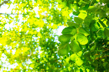 Fototapeta na wymiar Green tree flora leaf of Burma Padauk against sun light