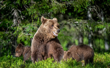 Brown bears. She-bear and bear-cubs  in the summer forest. Green forest natural background. Scientific name: Ursus arctos.