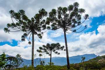 Obraz premium puzzle trees and sky