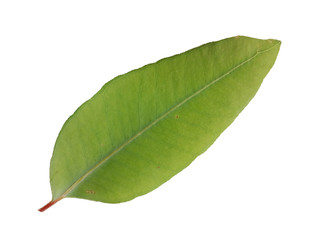 Obraz premium Eucalyptus leaf isolated on white background, Natural green leaf
