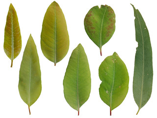 Obraz premium Collection of Eucalyptus leaf isolated on white background, set of leaves, Natural green leaf.