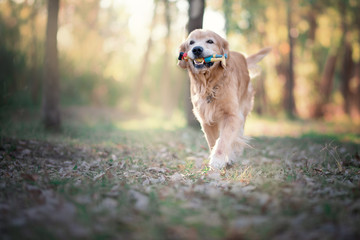 golden retriver