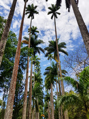 Linda paisagem tirada no Jardim Botanico do Rio de Janeiro