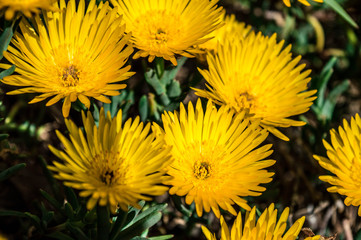 Flor amarilla, margarita, petalos, naturaleza, belleza, primavera
