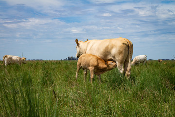 Beige cows of the blonde aquitaine breed. Little calf drinking milk from the mother.