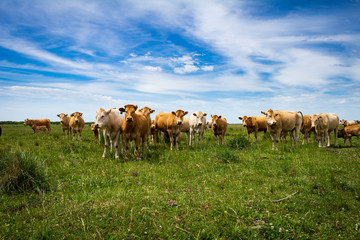 Beige cows of the blonde aquitaine breed. Animals for human consumption grazing