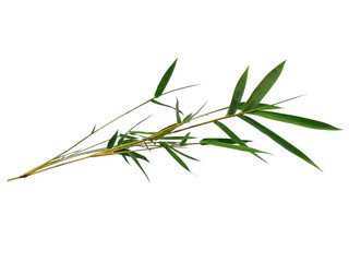 Tree with green leaves. The name of the plant is Bambusoideae. Bamboo leaf on white background.