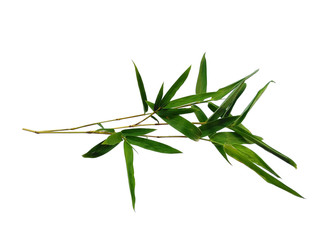 Tree with green leaves. The name of the plant is Bambusoideae. Bamboo leaf on white background.