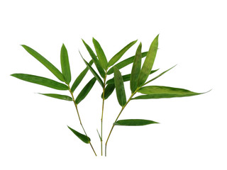 Tree with green leaves. The name of the plant is Bambusoideae. Bamboo leaf on white background.