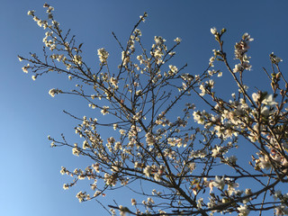 selective focus of many small white flower.