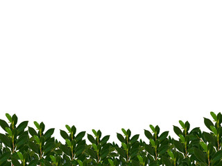 Banyan tree leaf or Ficus leaf frame, isolated on a white background, green leaf frame and natural leaves