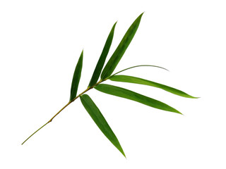 Tree with green leaves. The name of the plant is Bambusoideae. Bamboo leaf on white background.