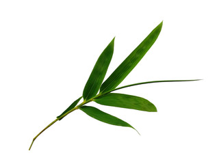 Tree with green leaves. The name of the plant is Bambusoideae. Bamboo leaf on white background.