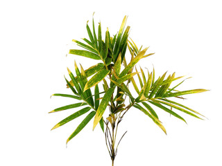 Tree with green leaves. The name of the plant is Bambusoideae. Bamboo leaf on white background.