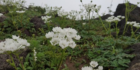flowers in garden