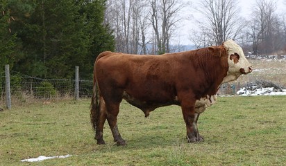 Mature Hereford cross bull standing in the field near fence