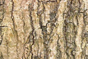 Tree bark texture background.