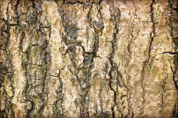Tree bark texture background.