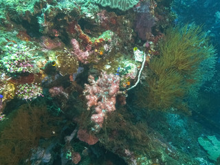 Fototapeta na wymiar a soft coral growing on the wreck of the usat liberty at tulamben on bali